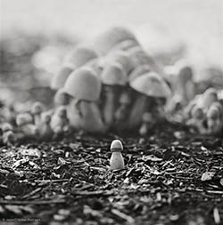 Don Quixote Fungus