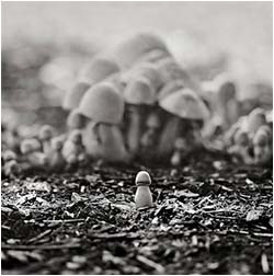 Don Quixotte Mushroom
