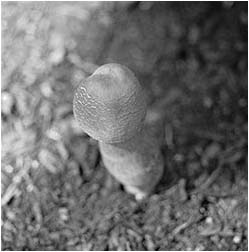 phallus fungus