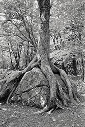 Appalachian tree