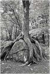 appalachian tree