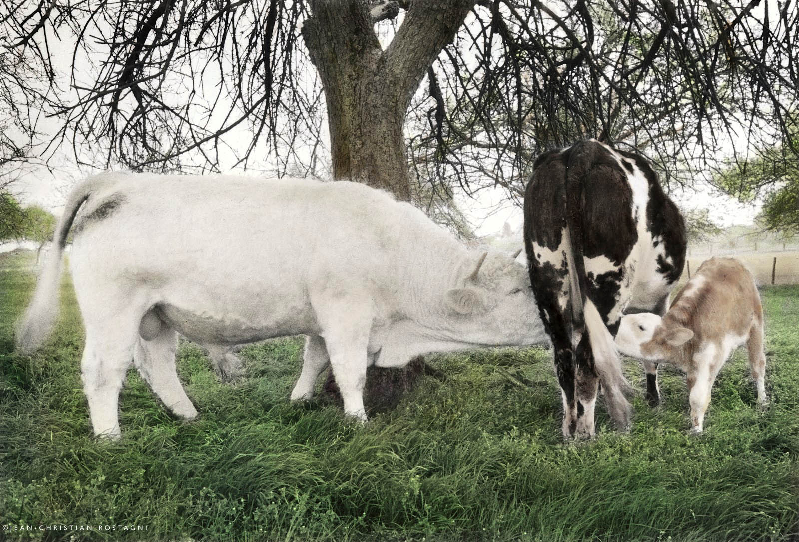 normandy, France, Cow, Bull, Calf, sexual