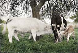 normandy, France, Cow, Bull, Calf, sexual