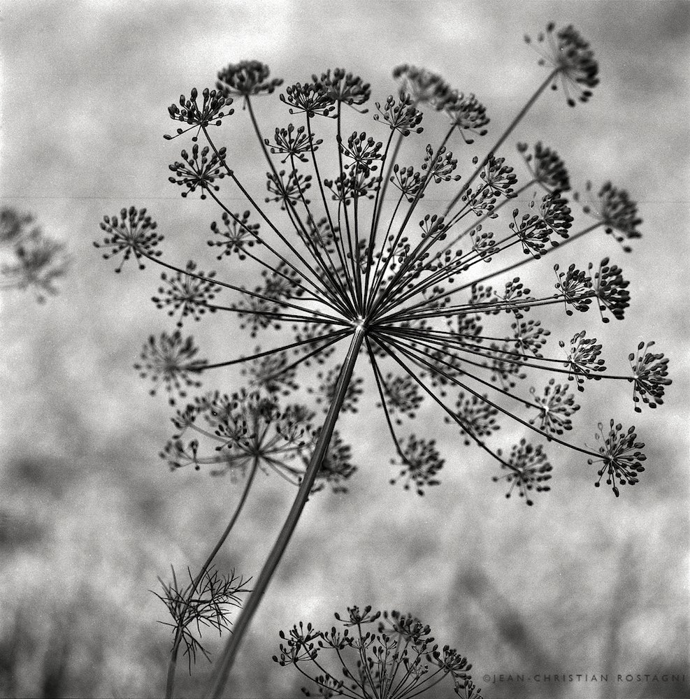 dill flower