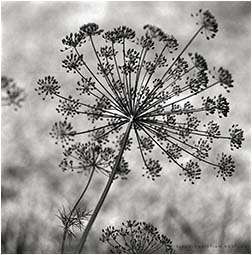 dill flower