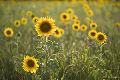 sunflowers, tournesols