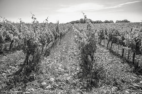 saint andeol appelation, chateau rochecolombe, montjault