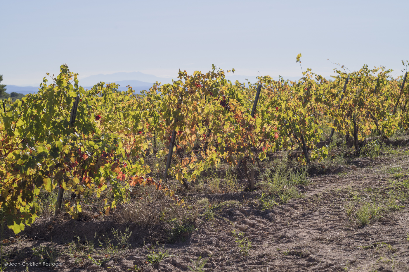 vines, languedoc, pyennees
