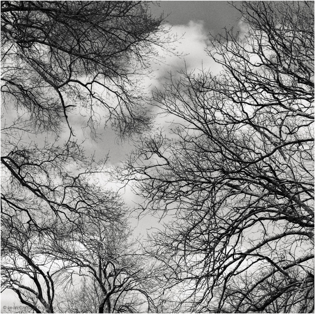 winter trees