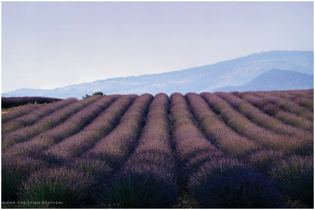 lavande provence